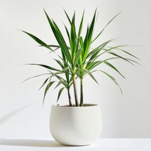 New Arrivals product 05